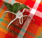 Centerpiece